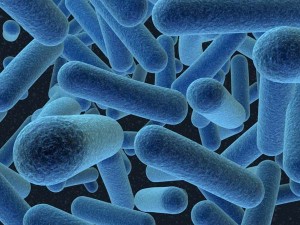 Bacteria in the gut