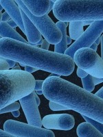 Bacteria in the gut